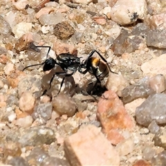 Polyrhachis sp. (ammon grouping) at West Albury, NSW - 16 Feb 2025 by KylieWaldon