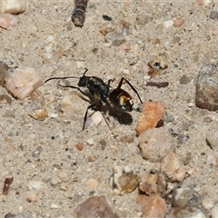 Polyrhachis sp. (ammon grouping) at West Albury, NSW - 16 Feb 2025 10:34 AM