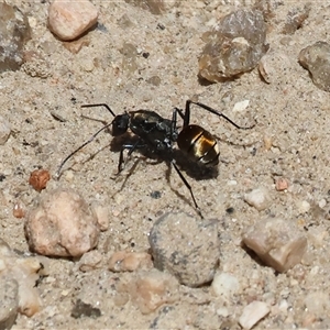 Polyrhachis sp. (ammon grouping) at West Albury, NSW - 16 Feb 2025 10:34 AM