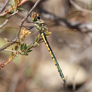 Hemicordulia tau at Glenroy, NSW - 16 Feb 2025 10:31 AM