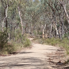 Hemicordulia tau at Glenroy, NSW - 16 Feb 2025 10:31 AM