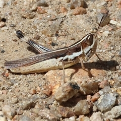 Macrotona australis (Common Macrotona Grasshopper) at West Albury, NSW - 16 Feb 2025 by KylieWaldon