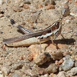 Macrotona australis at West Albury, NSW - 16 Feb 2025 10:38 AM