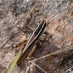 Macrotona sp. (genus) (Macrotona grasshopper) at West Albury, NSW - 16 Feb 2025 by KylieWaldon