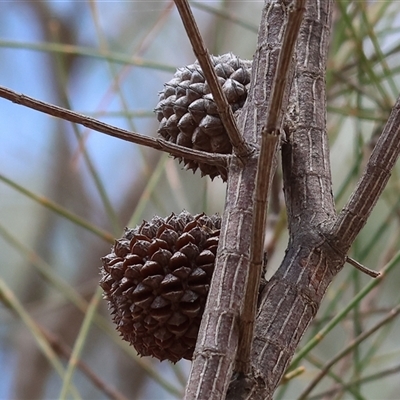 Casuarina cunninghamiana subsp. cunninghamiana at West Albury, NSW - Yesterday by KylieWaldon