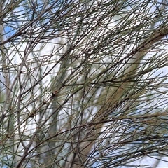 Casuarina cunninghamiana subsp. cunninghamiana at West Albury, NSW - 16 Feb 2025 10:41 AM