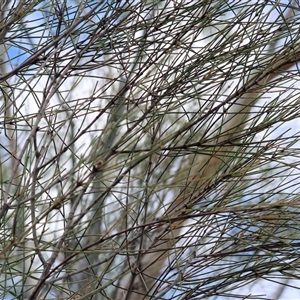 Casuarina cunninghamiana subsp. cunninghamiana at West Albury, NSW - 16 Feb 2025 10:41 AM