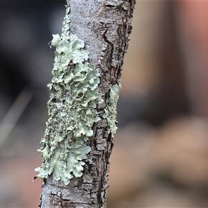 Unidentified Lichen at West Albury, NSW - 16 Feb 2025 by KylieWaldon