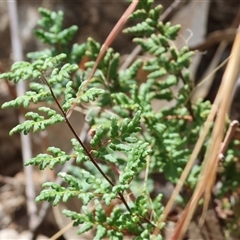 Cheilanthes sieberi subsp. sieberi (Mulga Rock Fern) at Glenroy, NSW - 16 Feb 2025 by KylieWaldon