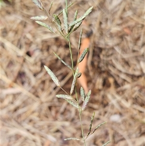 Eragrostis brownii at Hawker, ACT - suppressed