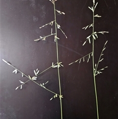 Eragrostis brownii at Hawker, ACT - suppressed