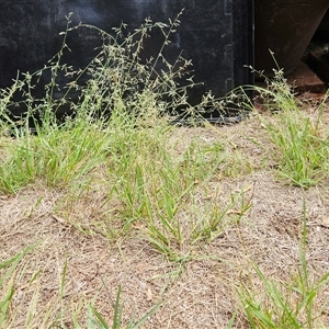 Eragrostis brownii at Hawker, ACT - suppressed