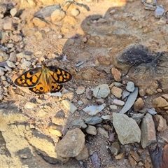 Heteronympha penelope (Shouldered Brown) at Primrose Valley, NSW - 16 Feb 2025 by MB