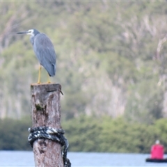 Egretta novaehollandiae (White-faced Heron) at Batemans Bay, NSW - 13 Feb 2025 by MB