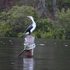 Phalacrocorax varius (Pied Cormorant) at Batemans Bay, NSW - 13 Feb 2025 by MB