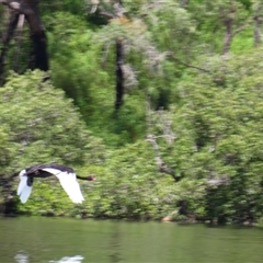 Cygnus atratus (Black Swan) at Batemans Bay, NSW - 13 Feb 2025 by MB