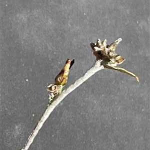 Euchiton japonicus (Creeping Cudweed) at Anglers Reach, NSW - 13 Feb 2025 by Jennybach