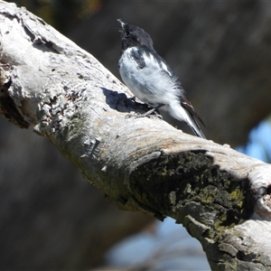 Melanodryas cucullata cucullata at Ooma, NSW - Yesterday by LineMarie