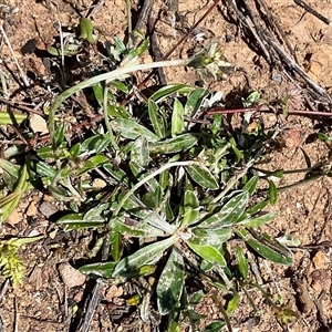 Euchiton japonicus (Creeping Cudweed) at Anglers Reach, NSW - 13 Feb 2025 by Jennybach