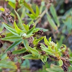 Persicaria prostrata (Creeping Knotweed) at Hawker, ACT - 16 Feb 2025 by sangio7