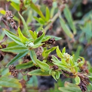 Persicaria prostrata at Hawker, ACT - Yesterday by sangio7