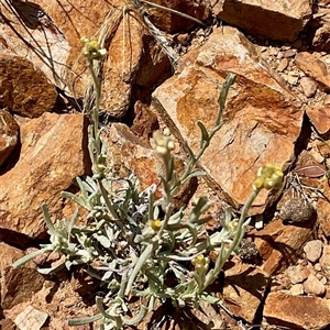 Pseudognaphalium luteoalbum (Jersey Cudweed) at Anglers Reach, NSW - 13 Feb 2025 by Jennybach