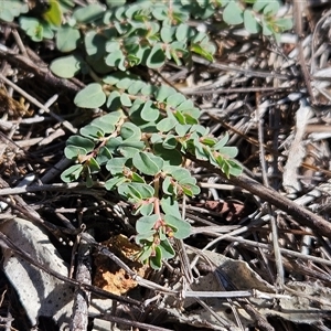 Euphorbia dallachyana (Mat Spurge, Caustic Weed) at Hawker, ACT - Yesterday by sangio7