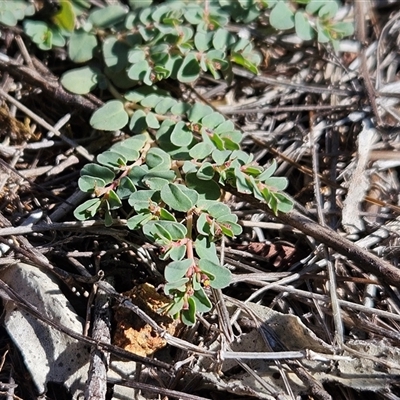 Euphorbia dallachyana (Mat Spurge, Caustic Weed) at Hawker, ACT - 16 Feb 2025 by sangio7