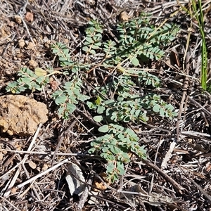 Euphorbia dallachyana at Hawker, ACT - 16 Feb 2025 10:11 AM