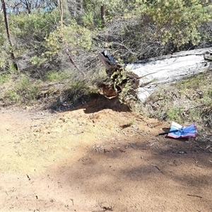 Vombatus ursinus at Hawker, ACT - 16 Feb 2025 10:16 AM