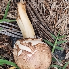 Unidentified Cap on a stem; gills below cap [mushrooms or mushroom-like] by MazzV