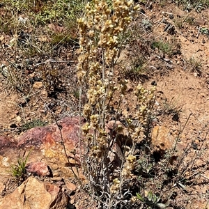 Pseudognaphalium luteoalbum (Jersey Cudweed) at Anglers Reach, NSW - 13 Feb 2025 by Jennybach