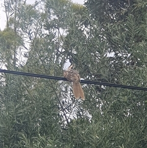 Eudynamys orientalis at Downer, ACT - suppressed