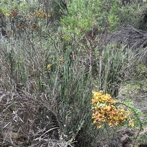 Bossiaea grayi (Murrumbidgee Bossiaea) at Kambah, ACT - Yesterday by Mathew