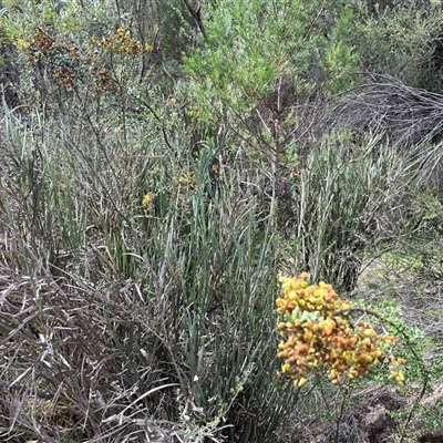 Bossiaea grayi (Murrumbidgee Bossiaea) at Kambah, ACT - 17 Feb 2025 by Mathew