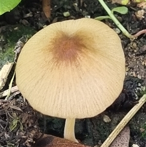 Unidentified Cap on a stem; gills below cap [mushrooms or mushroom-like] by MazzV