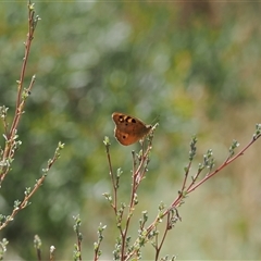 Heteronympha penelope (Shouldered Brown) at Tharwa, ACT - 1 Feb 2025 by RAllen