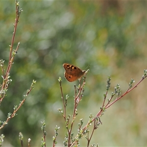 Heteronympha penelope at Tharwa, ACT - 1 Feb 2025 by RAllen