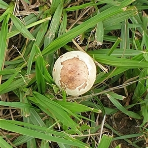 Chlorophyllum/Macrolepiota sp. at Copmanhurst, NSW - suppressed