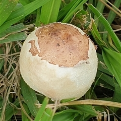 Chlorophyllum/Macrolepiota sp. at Copmanhurst, NSW - suppressed