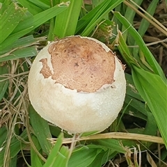 Chlorophyllum/Macrolepiota sp. at Copmanhurst, NSW - suppressed