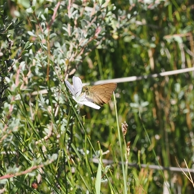 Timoconia flammeata (Bright Shield-skipper) at Tharwa, ACT - 1 Feb 2025 by RAllen