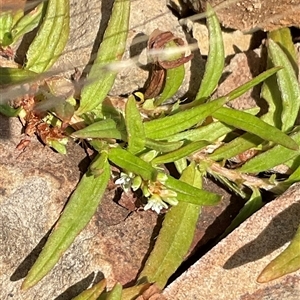 Persicaria prostrata at Anglers Reach, NSW - 13 Feb 2025 12:15 PM