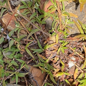 Persicaria prostrata at Anglers Reach, NSW - 13 Feb 2025 12:15 PM