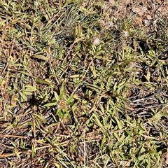 Persicaria prostrata at Anglers Reach, NSW - 13 Feb 2025 12:15 PM