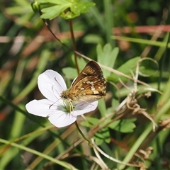 Atkinsia dominula (Two-brand grass-skipper) at Tharwa, ACT - 1 Feb 2025 by RAllen