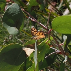 Heteronympha penelope (Shouldered Brown) at Tharwa, ACT - 1 Feb 2025 by RAllen