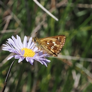 Atkinsia dominula (Two-brand grass-skipper) at Tharwa, ACT - 1 Feb 2025 by RAllen