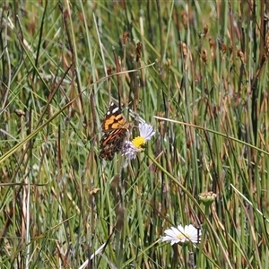 Vanessa kershawi (Australian Painted Lady) at Tharwa, ACT - 1 Feb 2025 by RAllen