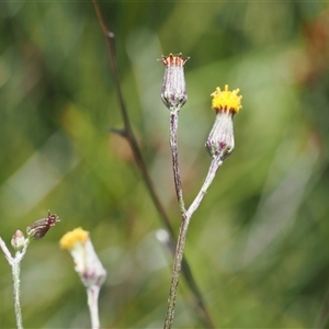 Senecio lageniformis at Tharwa, ACT - 1 Feb 2025 12:55 PM